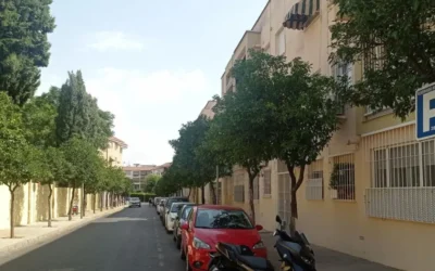 Diagnóstico del arbolado en Córdoba: 87.218 árboles, exceso de naranjos y podas inadecuadas