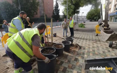 El CMC apoya el Plan de Arbolado pero pide recursos, coordinación y accesibilidad